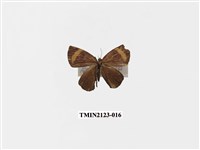 藏品(帶錨紋蛾)的圖片